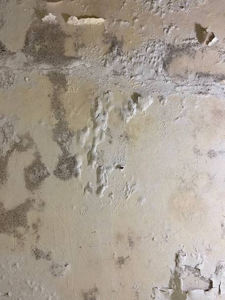 Best Mold Damage Repair  in Smoke Rise, AL