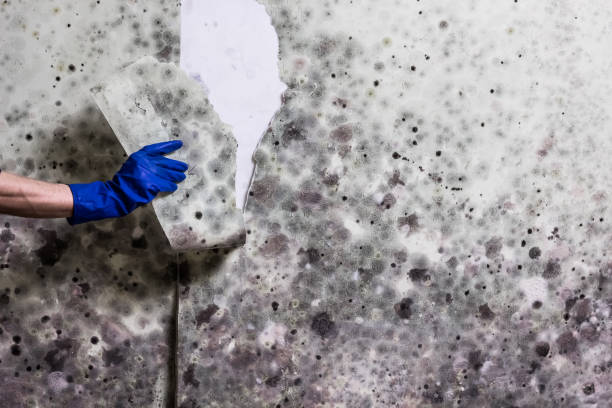 Best Crawl Space Mold Removal  in Smoke Rise, AL